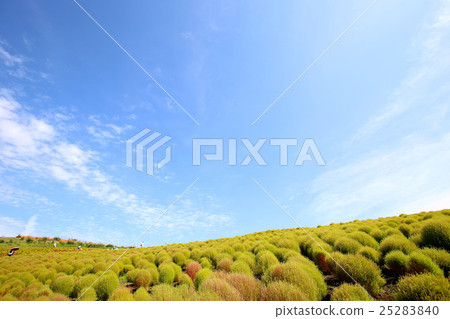 KOKIA KOKIA 25283840