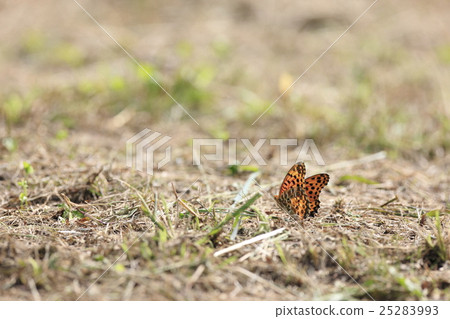 Yellow butterfly Yellow butterfly 25283993