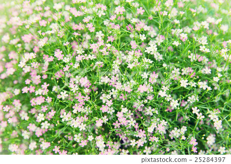 beautiful wildflowers field texture beautiful wildflowers field texture 25284397