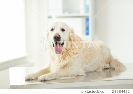 close up of golden retriever dog at vet clinic 25284422