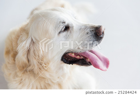 close up of golden retriever dog close up of golden retriever dog 25284424