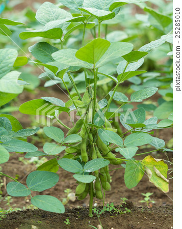 毛豆領域 毛豆領域 25285010