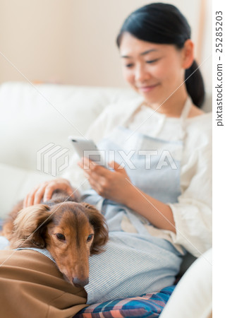 dog, dogs, boring 25285203