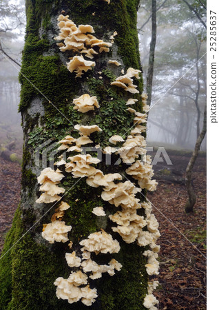 Mother of the Yagogatake (Mushroom) Mother of the Yagogatake (Mushroom) 25285637