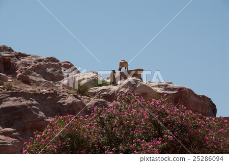 Petra ruins mountain road rocky mountain and goat 25286094