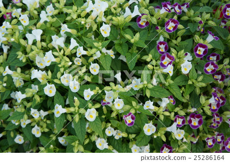 Torenia 25286164