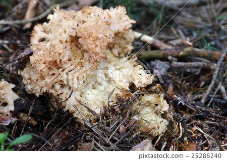 Cauliflower Fungus Cauliflower Fungus 25286240
