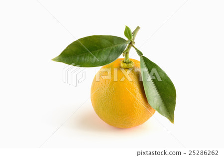 綠葉染色 25286262