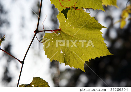 Leaves of wine grape 25286294