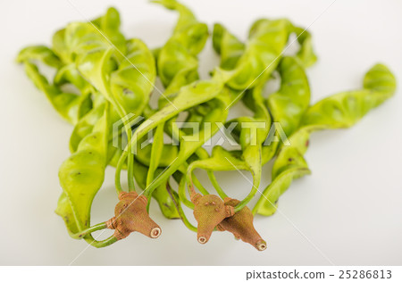 sato southern Thailand vegetable 25286813