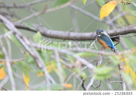 A kingfisher that sticks to a cherry tree 25286885