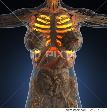 science anatomy of woman body with glow lungs 25287136