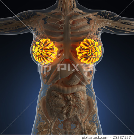 anatomy of human body with glow mammary gland 25287137