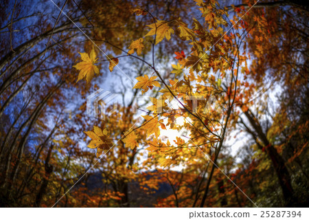 colors of the autumn colors of the autumn 25287394