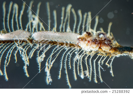 Colorful nudibranch while laying eggs on coral 25288392