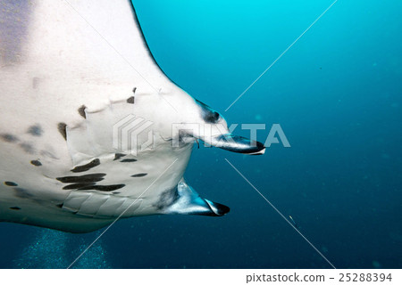 Manta in the blue ocean background portrait 25288394
