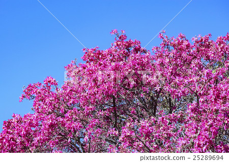 Floss silk tree pink flowers in full bloom in full bloom Floss silk tree pink flowers in full bloom in full bloom 25289694