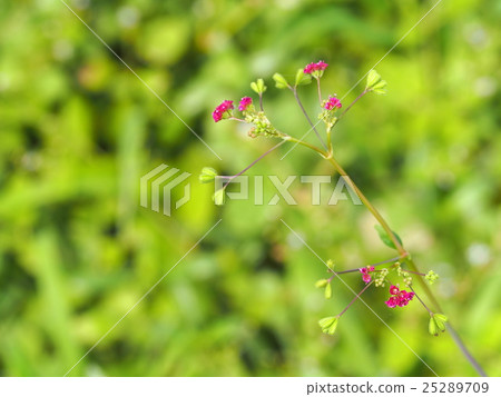 group of red brown wild tropical grass flowers group of red brown wild tropical grass flowers 25289709