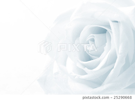 Beautiful toned white rose close up 25290668