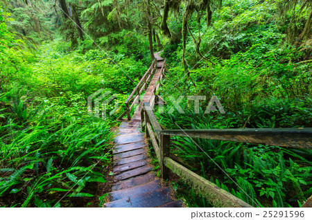 Vancouver forest Vancouver forest 25291596