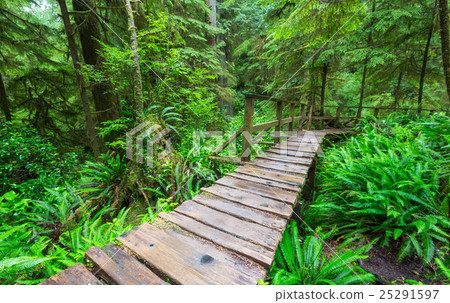 Vancouver forest Vancouver forest 25291597