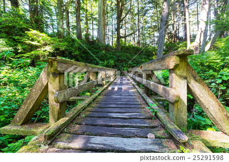 Vancouver forest Vancouver forest 25291598