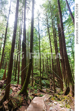 Vancouver forest Vancouver forest 25291599