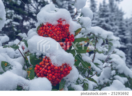 Winter berry Winter berry 25291692
