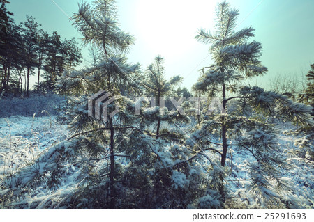 Winter forest Winter forest 25291693