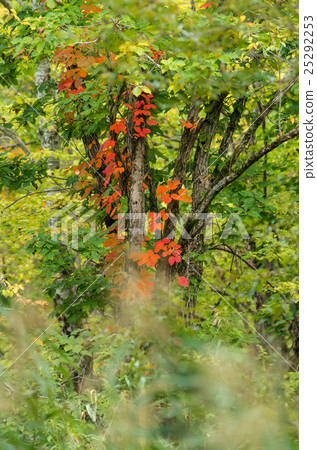 Early autumn of Nishioka Watarikeike Park 25292253