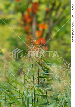 Early autumn of Nishioka Watarikeike Park 25292254