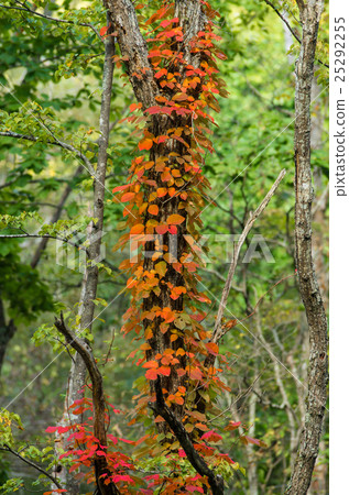Early autumn of Nishioka Watarikeike Park 25292255