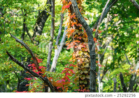 Early autumn of Nishioka Watarikeike Park Early autumn of Nishioka Watarikeike Park 25292256