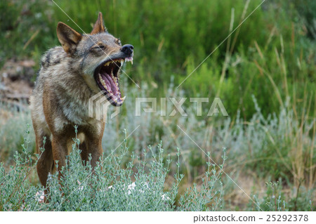 Blurred Canis Lupus Signatus opening mouth Blurred Canis Lupus Signatus opening mouth 25292378