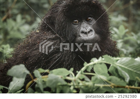 Young mountain gorilla in the forest Young mountain gorilla in the forest 25292380