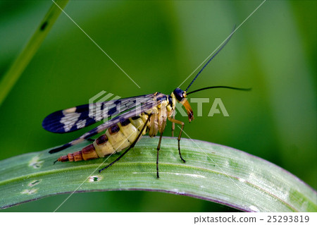 Scorpion Fly Panorpa Panorpidae on a green branch 25293819