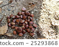 Picking chestnuts 25293868
