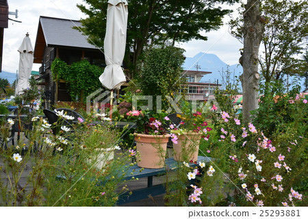 Cosmos of Lake Nojiri Cosmos of Lake Nojiri 25293881