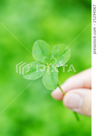 four Leaf Clover  25294067