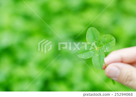 four Leaf Clover  25294068