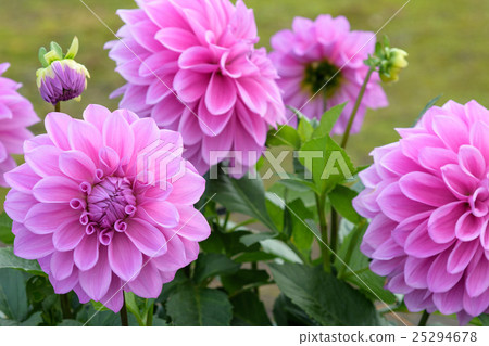 Omi Dahlia Omi Dahlia 25294678