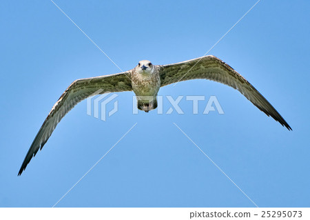 Common gull in flight 25295073