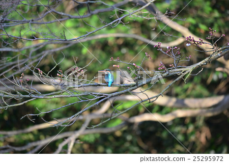 翠鳥停在櫻花樹枝上 25295972