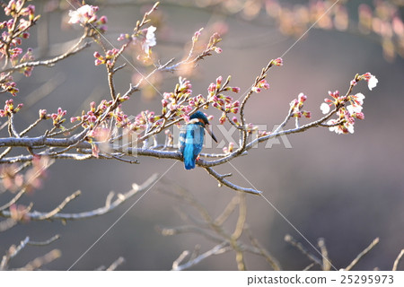 翠鳥停在櫻花樹枝上 25295973