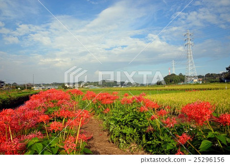 A landscape of red cluster amaryllis and rice field A landscape of red cluster amaryllis and rice field 25296156