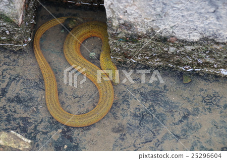 Taunagi Taunagi Epidemiaceae Tuna屬 Taunagi Taunagi Epidemiaceae Tuna屬 25296604