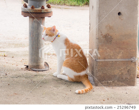 Cat, side the electric pole 25296749