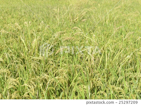 用飛行蓋的米領域 25297209