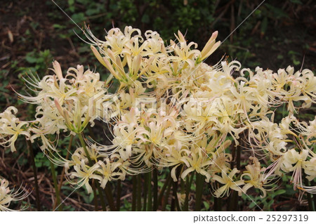 Short scratch 25297319