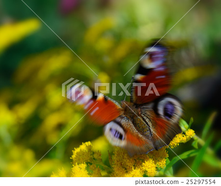 Bright  butterfly on yellow flower 25297554